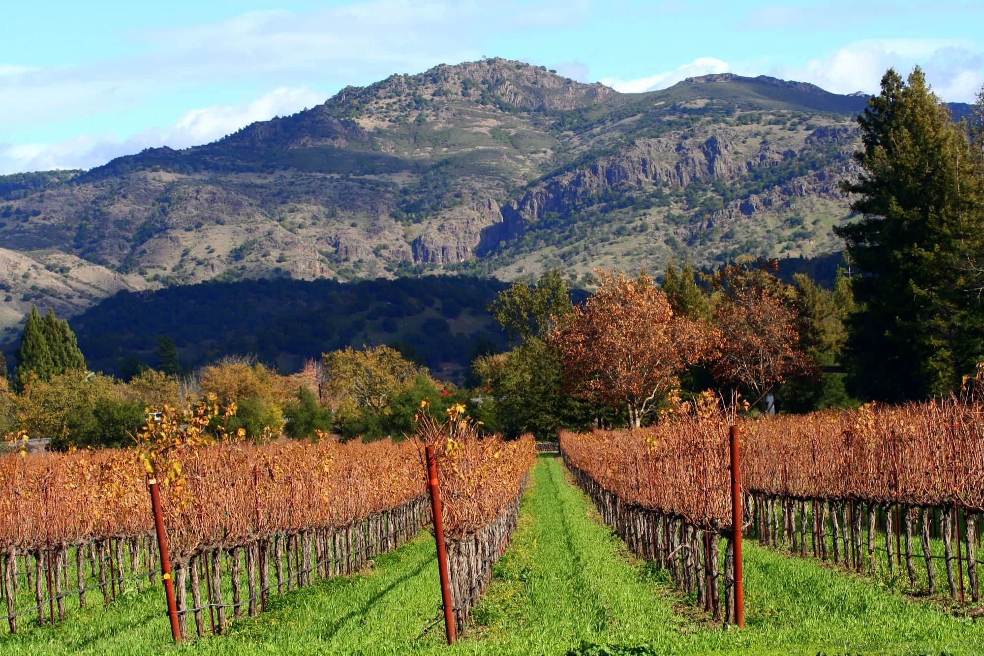 Autumn vineyard rows with mountains in the background in Napa Valley