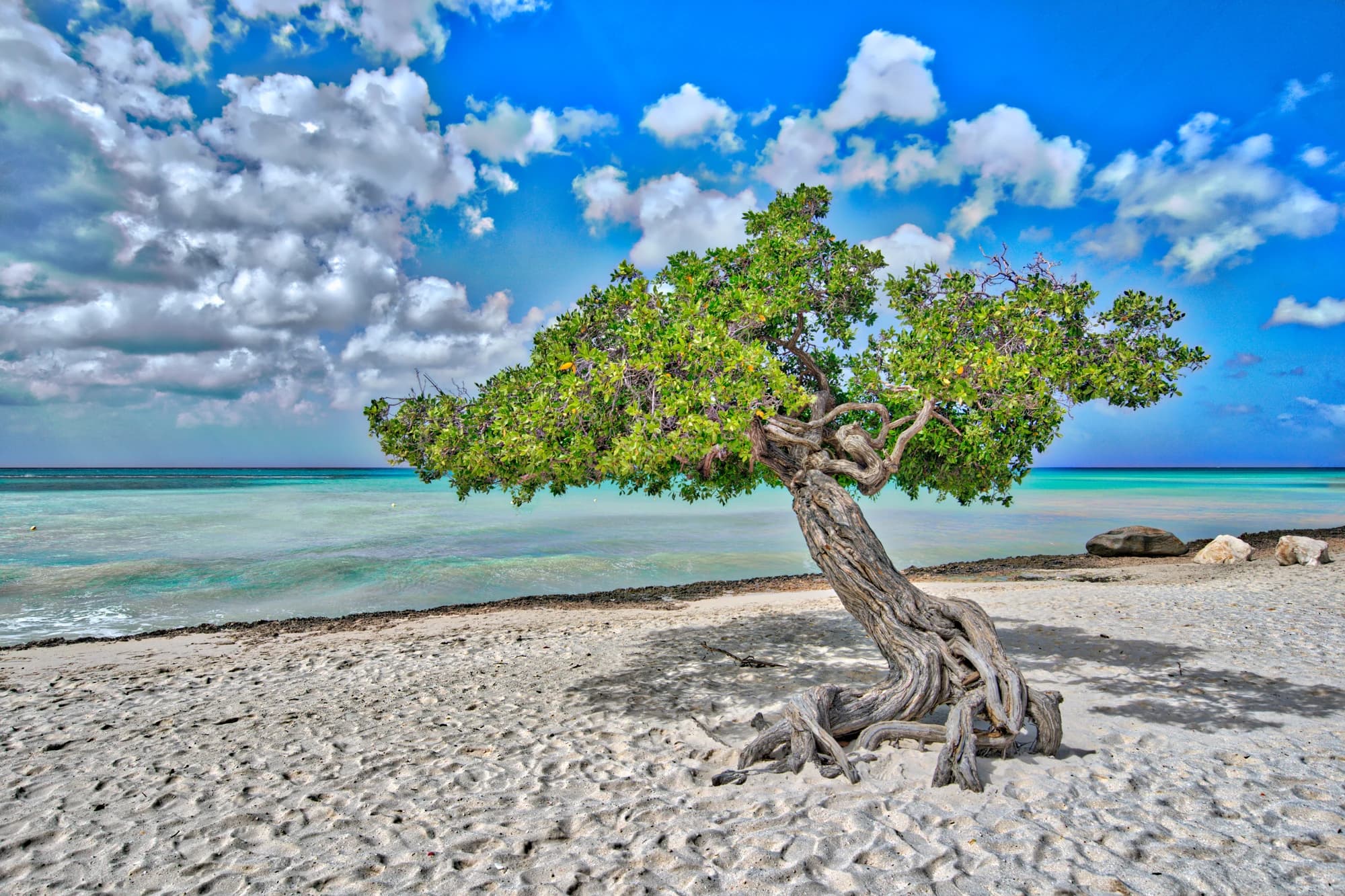 A windswept divi-divi tree on a white sand Aruba beach with turquoise Caribbean water