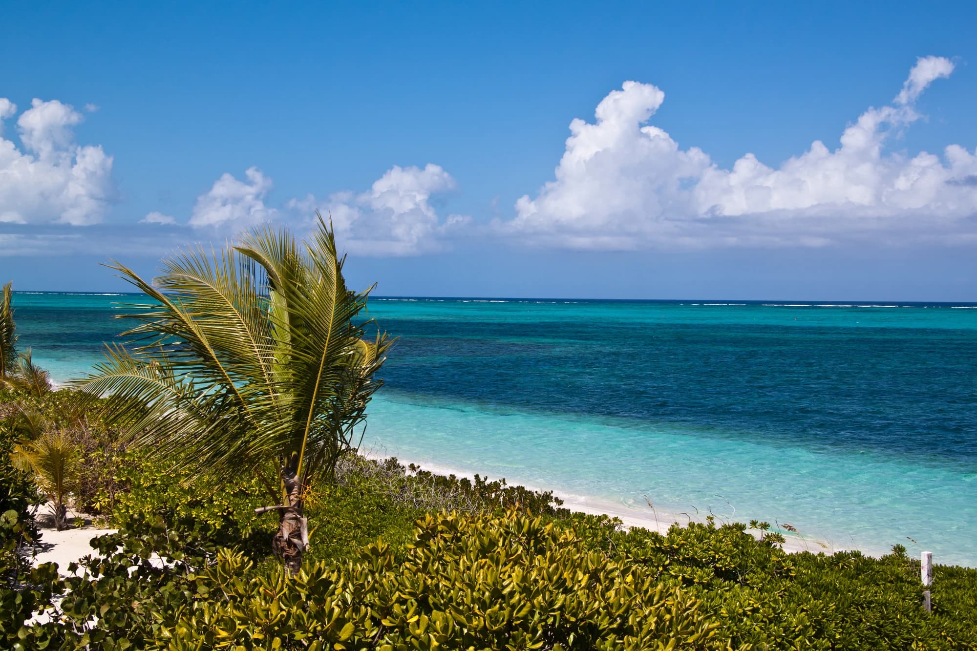 Turquoise water and reef along Turtle Cove beach in Providenciales, Turks and Caicos, framed by a palm tree