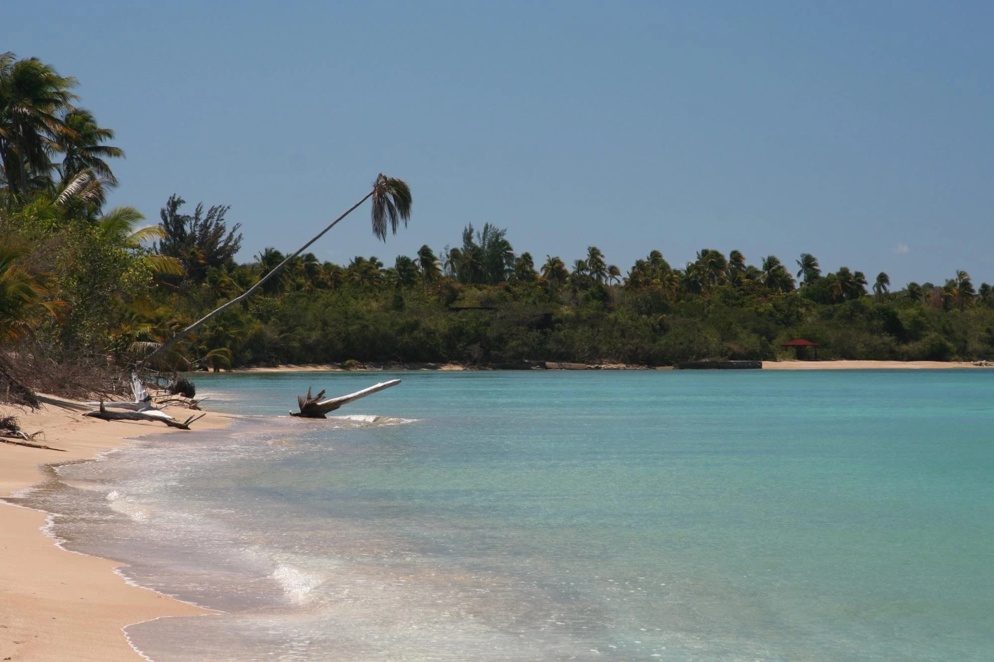 A leaning palm tree over the turquoise waters and sandy shore of Puerto Real, Vieques, Puerto Rico