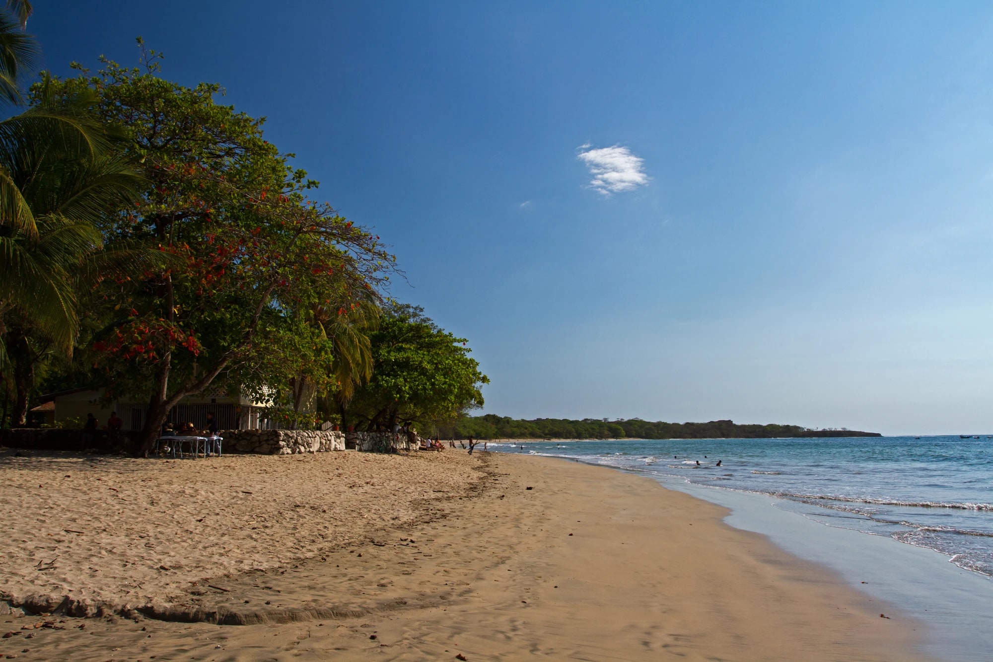 Tamarindo Beach in Guanacaste, Costa Rica, with flowering trees and palms lining a golden sand shoreline beside calm blue water